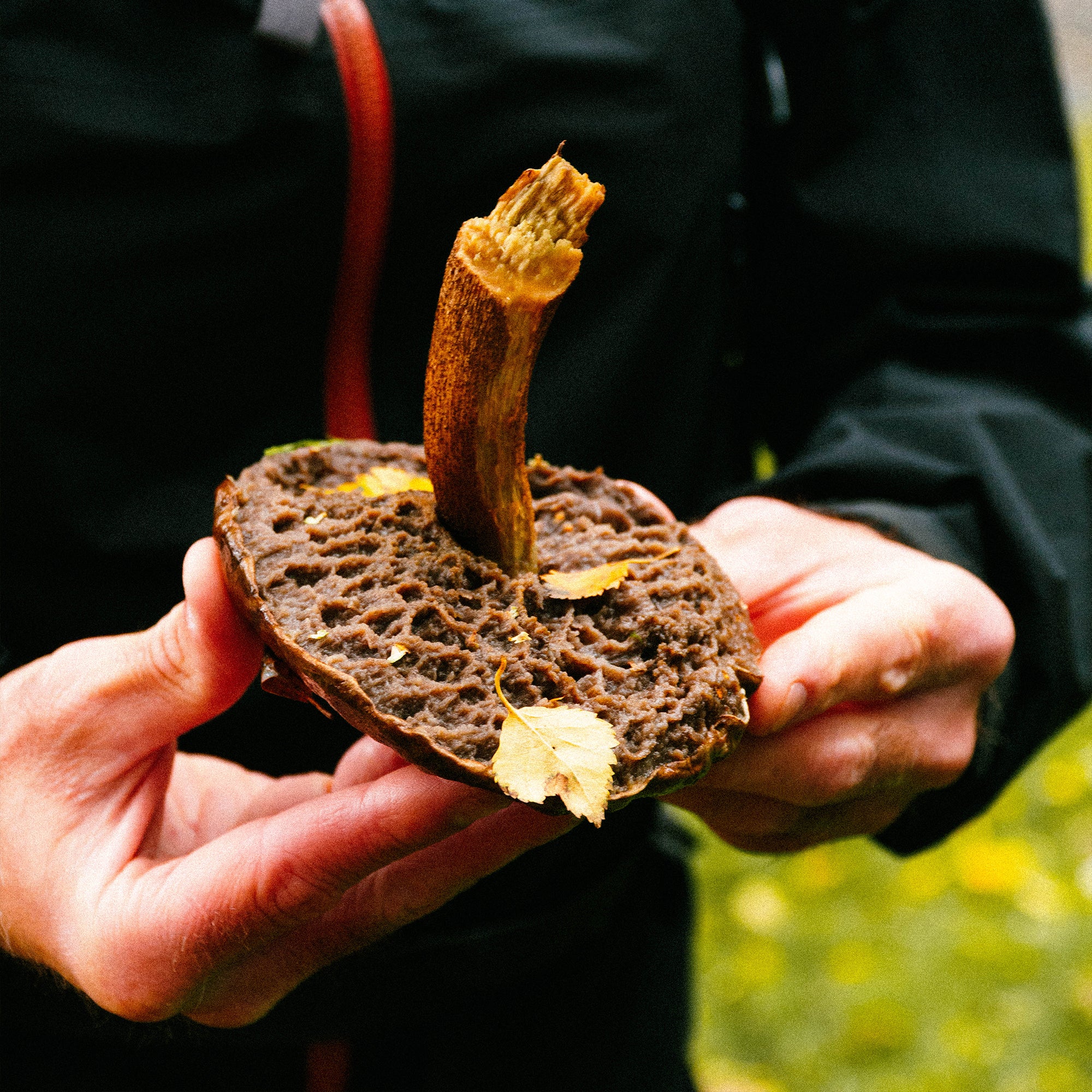 Forage in the Fells - Friday 26th September