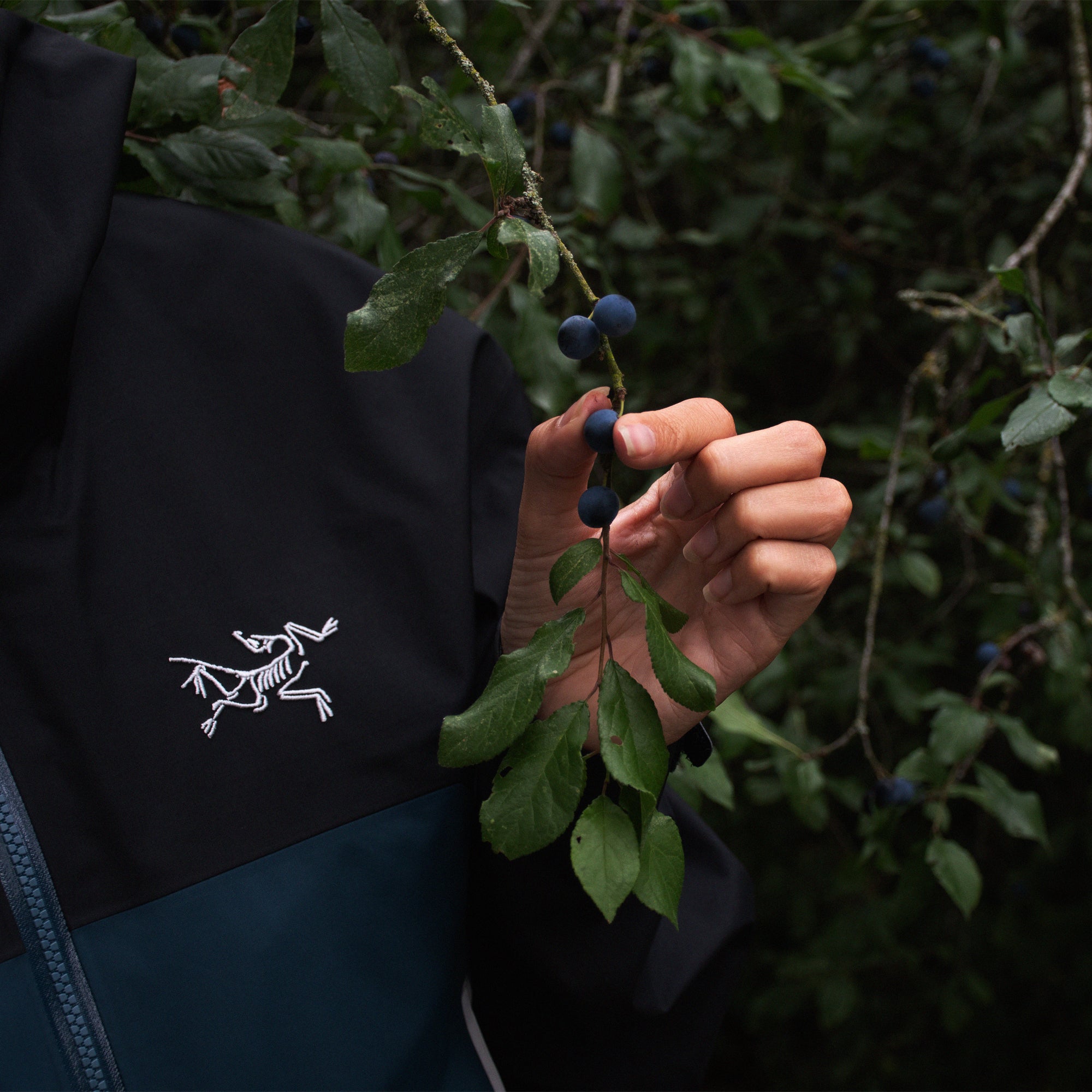 Forage in the &