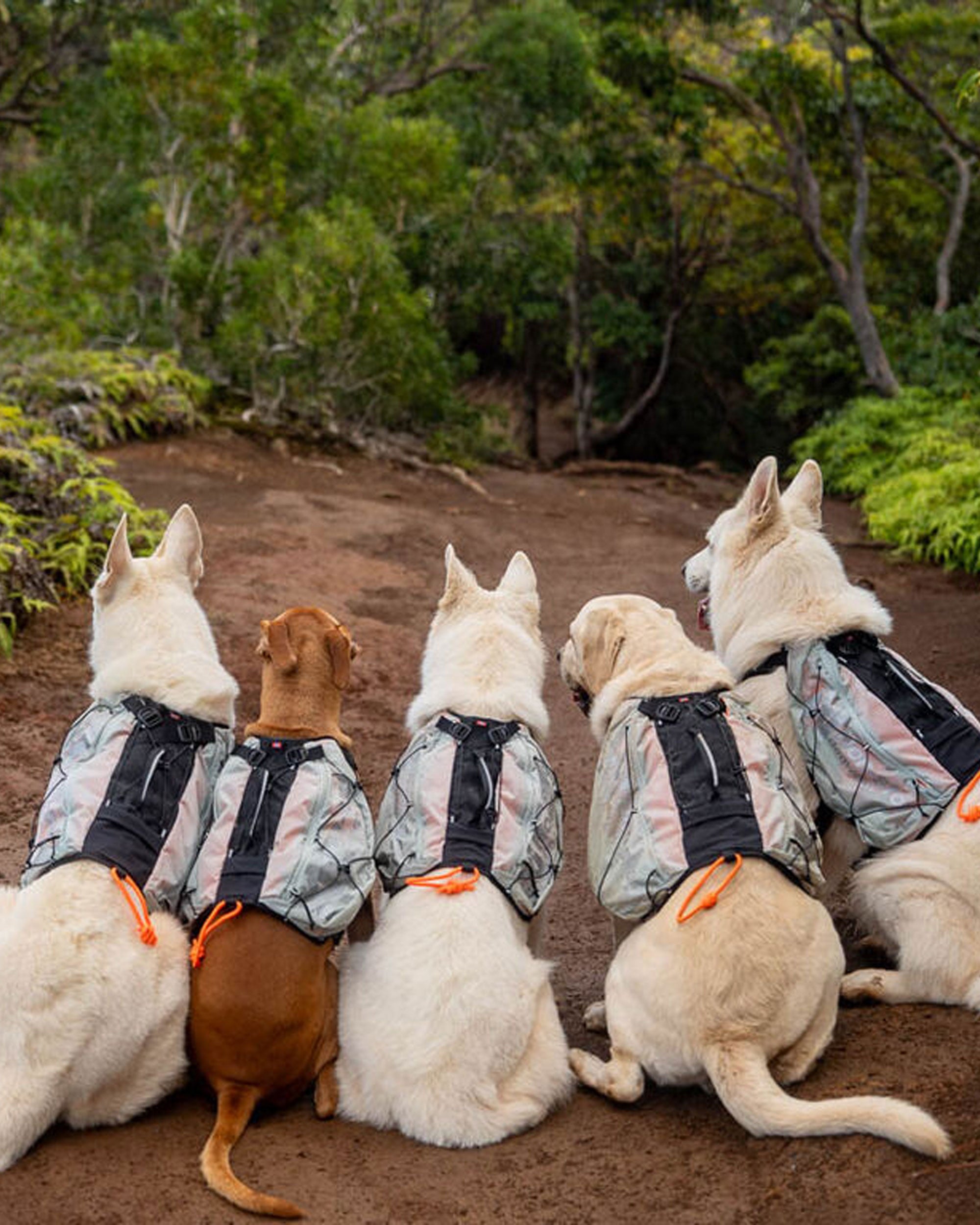 Trail Light Dog Backpack - Gray