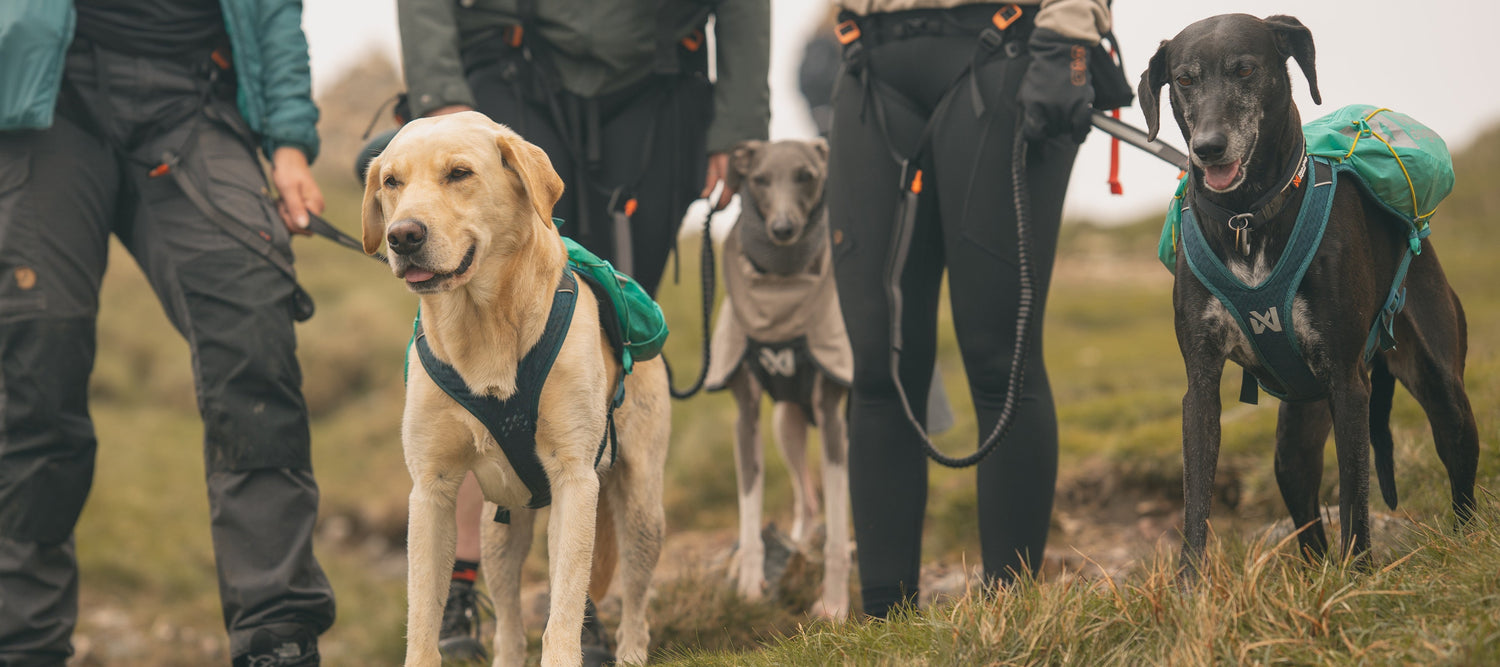 Hiking the Langdales with Non-stop Dogwear