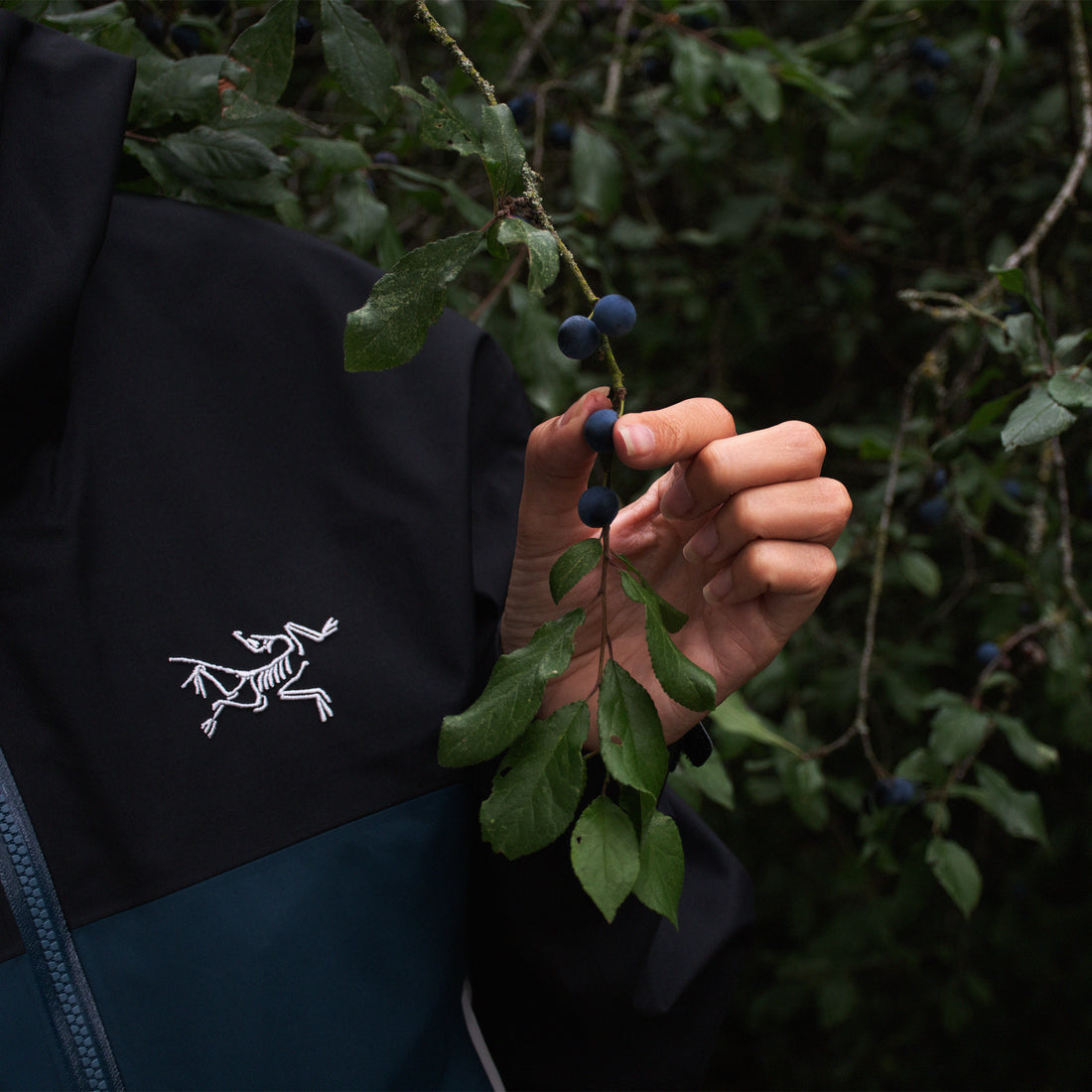 Forage in the &