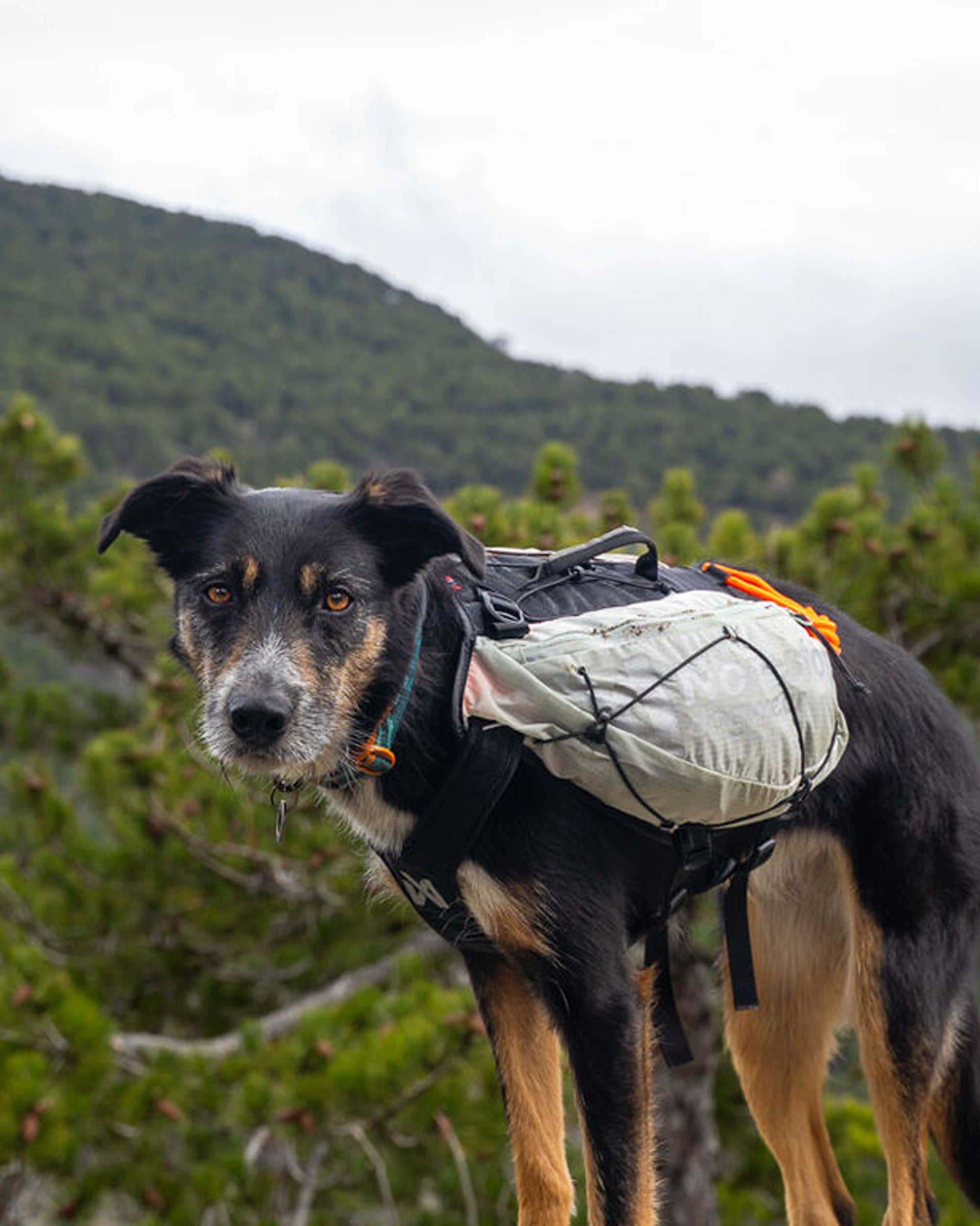 Trail Light Dog Backpack - Gray